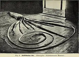 #81 (?/2/1912)Giant squid found in shallow water in Veiholmen, Smøla, Norway, in February 1912 (Brinkmann, 1916:181, fig. 3)