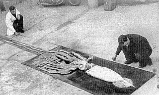 #124 (30/11/1949)The specimen that was found stranded alive at the Bay of Nigg, Aberdeen, Scotland, on 30 November 1949, being examined at the Marine Laboratory, Aberdeen shortly after its discovery.