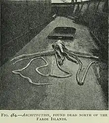 #72 (?/?/1902)Giant squid carcass found floating at the surface north of the Faroe Islands in 1902 (Murray & Hjort, 1912:651, fig. 484). It is shown here on the deck of the Michael Sars.