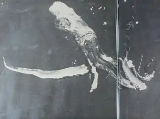 ?#144 (?/?/1958)Giant squid reportedly measuring around 47 ft (14 m) in total length, taken by the vessel Silver Bay off Florida, from a double-page spread in Rathjen (1973:24–25, fig. 7)
