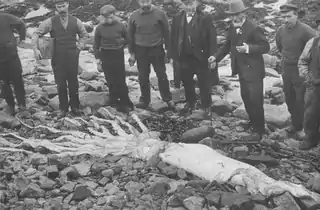 ?#94 (?/?/1922)Giant squid found washed ashore at Keiss, Caithness, Scotland, per The Wick Society (see also wider view). According to Bright (1989:64–65), who does not specify a date, this specimen "came ashore on the Scottish west coast" (emphasis added). Heuvelmans (2003:fig. 113), who likewise provides no date, gives the locality as "the east coast of Scotland".