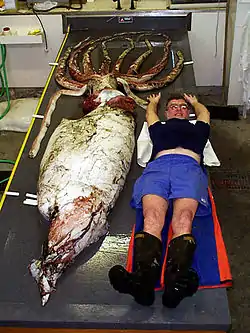 (?/?/1999)Teuthologist Clyde Roper lying alongside the large specimen of almost 2 m (6.6 ft) mantle length