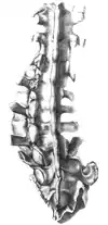 Gideon Mantell's Spine