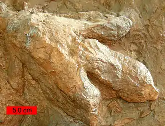 Gigandipus, a dinosaur footprint in the Lower Jurassic Moenave Formation at the St. George Dinosaur Discovery Site at Johnson Farm, southwestern Utah.