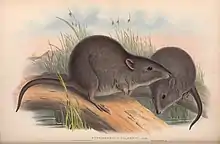 Gould lithograph of a pair of Gilbert's Potoroos