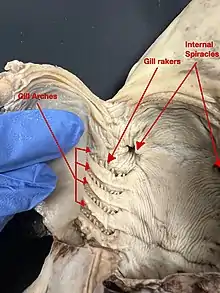 Image 11A ventral dissection of a pregnant female dogshark exposing its internal gill slits and internal spiracles. (from Shark anatomy)