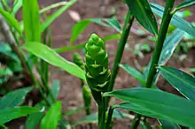 Ginger plant with flower