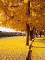 Ginkgo in autumn in Florence (Italy)