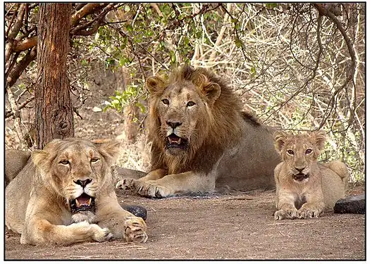 An Asiatic Lion family in Gir National Park