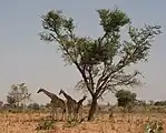 Giraffes