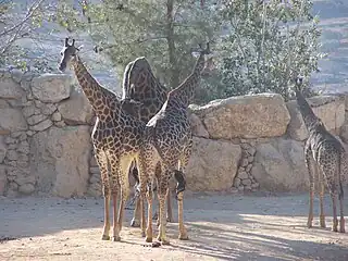 Group of South African giraffe at the Jerusalem Biblical Zoo