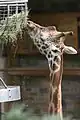 Giraffe eating at the zoo