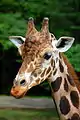 Giraffe featured at Cameron Park Zoo in Waco, Texas.