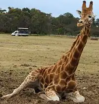 A giraffe rests with a safari truck in the background