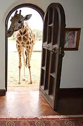 A giraffe at the front door of Giraffe Manor.