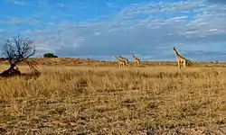 Kgalagadi Transfrontier Park