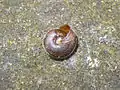 Underside of Girdled snail showing the sealed umbilicum