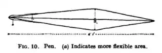 #111 (12/11/1935)Gladius (internal shell remnant), with more flexible area indicated (Frost, 1936:94, fig. 10)
