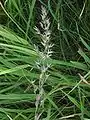 bunched panicle