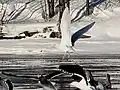 In flight with great black-backed gulls, Ottawa, Ontario