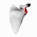 Left scapula. Glenoid cavity shown in red.