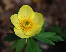 Trollius laxus