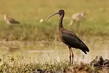 Glossy Ibis