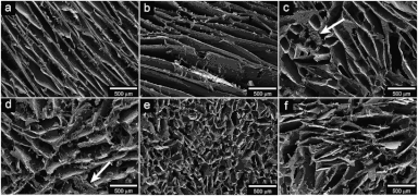 Figure 10: Open access scanning electron microscopy images of wheat-gluten based foam.