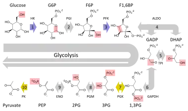 Schematic diagram of the glycolytic metabolic pathway starting with glucose and ending with pyruvate via several intermediate chemicals. Each step in the pathway is catalyzed by a unique enzyme.