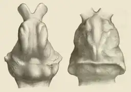 Endocasts of Glyptodon and Doedicurus