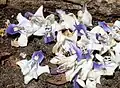 Flowers on the forest floor, Hacking River, Australia