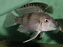 Limnochromini (E): Gnathochromis permaxillaris is a zooplanktivore with an unusual protractile mouth