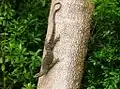Goanna coming down a tree outside Cooktown, Queensland