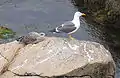 Mother gull and her baby