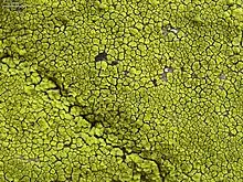 Acarospora socialis, an effigurate lichen
