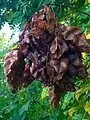 Seed pod, Butler County, Kansas