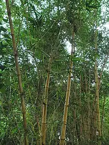 Bambú(Bambusa vulgaris)