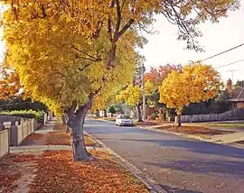 Golden ash trees on Langibanool avenue Hamlyn Heights, Victoria, Australia