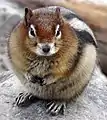 Golden-mantled ground squirrel begging at the Tea House