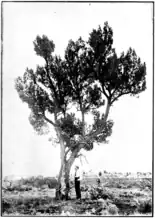 Mature tree, circa 1920