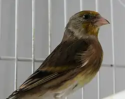 A mule, a hybrid between domestic canary and goldfinch