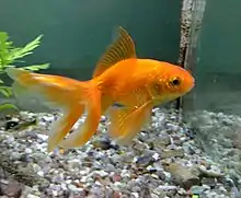 A orange goldfish, with a long fancy tail, facing right