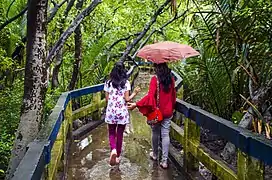 Tourist walk along the canopy walk of Golpata Forest