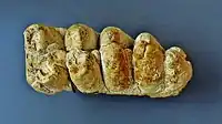 Molar of Gomphotherium angustidens, a "trilophodont gomphothere"