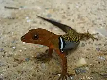 Collared Gecko (Gonatodes concinnatus)