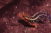 Haseman's Gecko (Gonatodes hasemani)