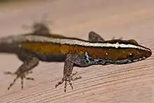 Wiegmann's Striped Gecko (Gonatodes vittatus)
