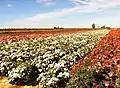 Image of a rose farm in Gorasara.