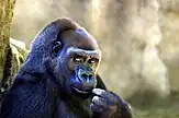 Gorilla at the zoo