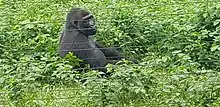 Image 8Gorilla at Mefou primate sanctuary (from Tourism in Cameroon)